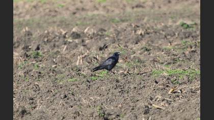 Northern Raven
