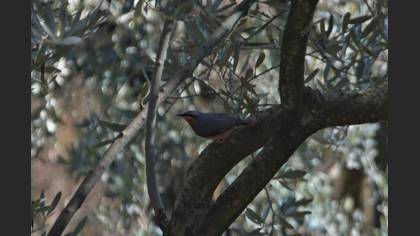 Eurasian Nuthatch