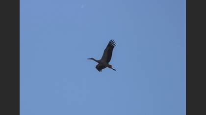 White Stork