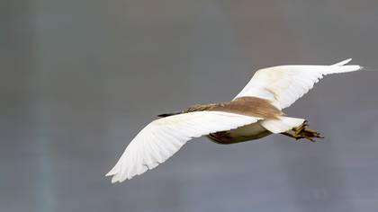 Squacco Heron