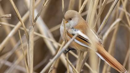 Bearded Reedling