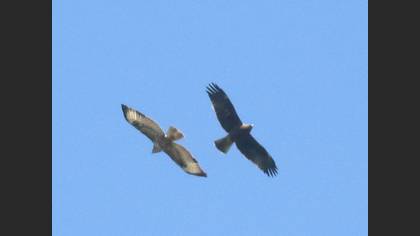 Booted Eagle