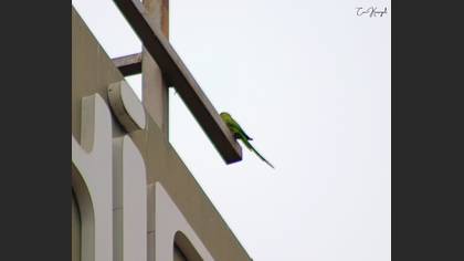 Rose-ringed Parakeet
