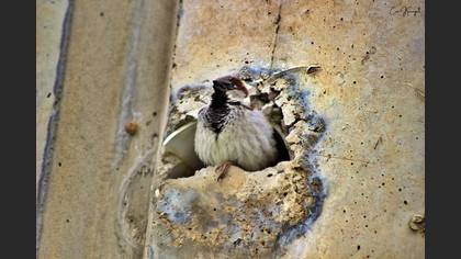 House Sparrow