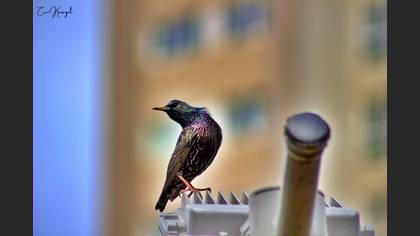 Common Starling