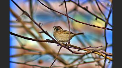 Eurasian Tree Sparrow