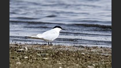 Gull-billed Tern