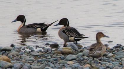 Northern Pintail