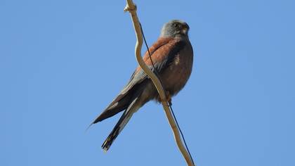 Lesser Kestrel