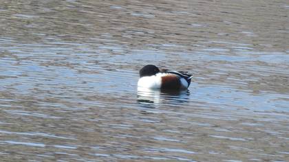 Northern Shoveler