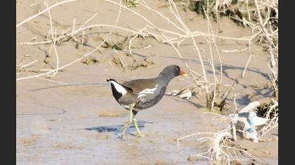 Common Moorhen