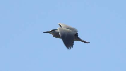 Black-crowned Night Heron