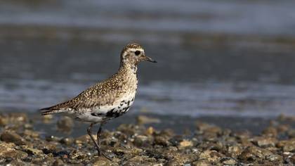 European Golden Plover