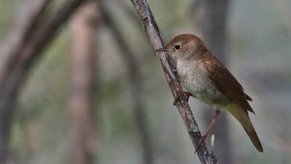 Common Nightingale