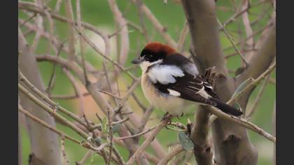 Woodchat Shrike