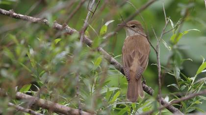 Great Reed Warbler