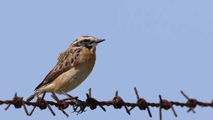 Whinchat