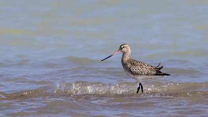 Bar-tailed Godwit