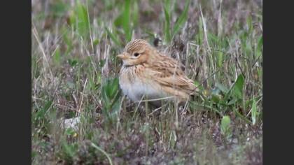 Turkestan Short-toed Lark