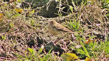Red-throated Pipit