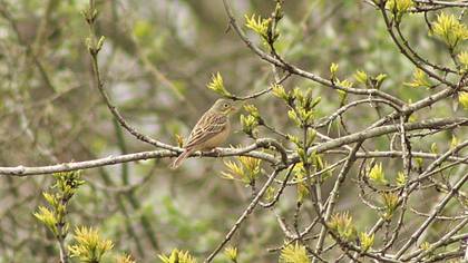 Ortolan Bunting