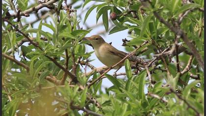 Eastern Olivaceous Warbler
