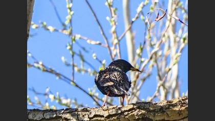 Common Starling