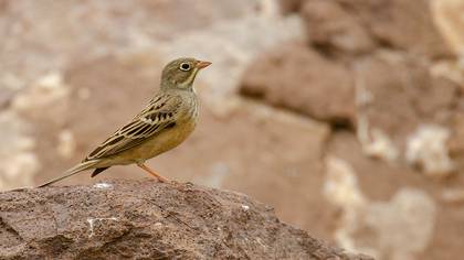 Ortolan Bunting