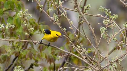 Eurasian Golden Oriole