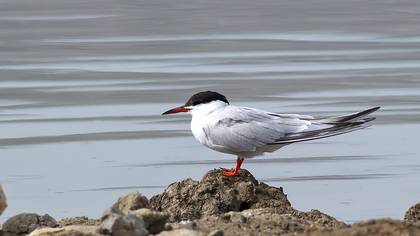 Common Tern