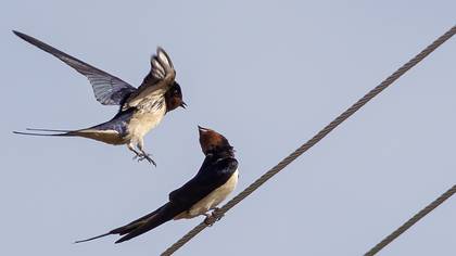 Barn Swallow