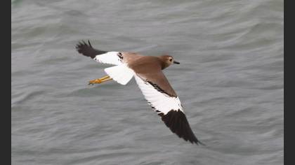 White-tailed Lapwing