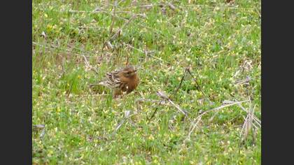 Red-throated Pipit