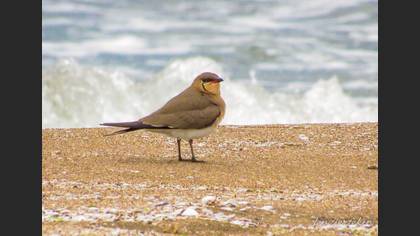 Collared Pratincole