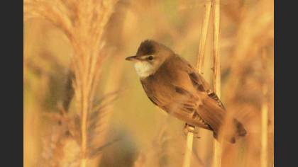 Great Reed Warbler