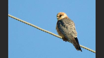 Red-footed Falcon