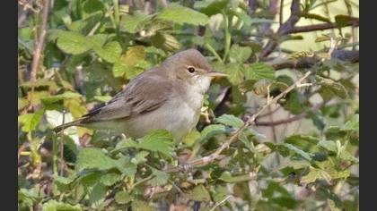 Marsh Warbler