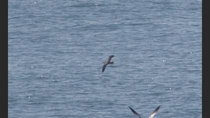 Yelkouan Shearwater