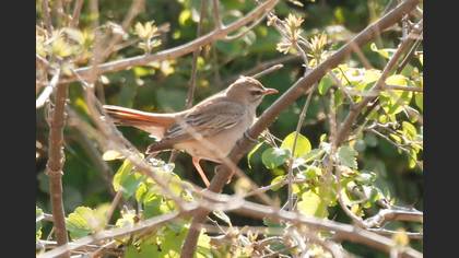 Rufous-tailed Scrub Robin