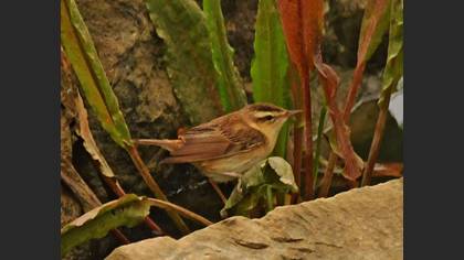Sedge Warbler