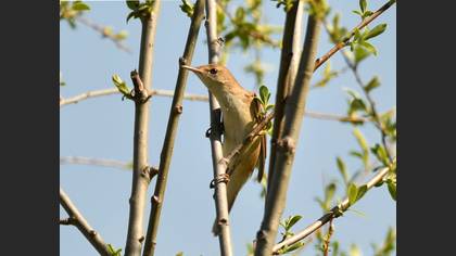Great Reed Warbler