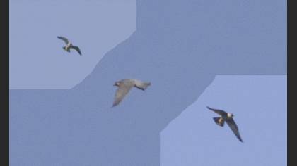 Peregrine Falcon
