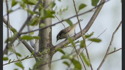 Lesser Whitethroat