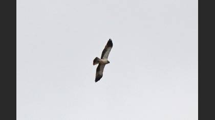 Booted Eagle