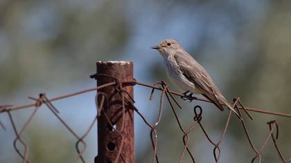 Spotted Flycatcher