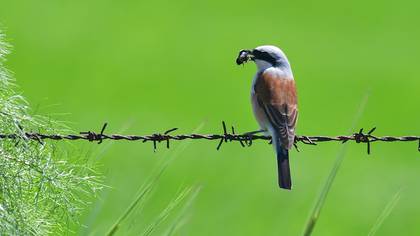 Red-backed Shrike