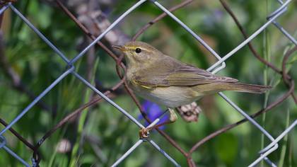 Willow Warbler