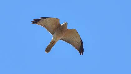 Levant Sparrowhawk