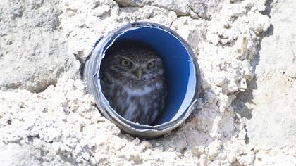 Little Owl