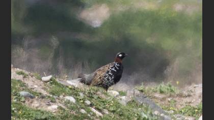 Black Francolin
